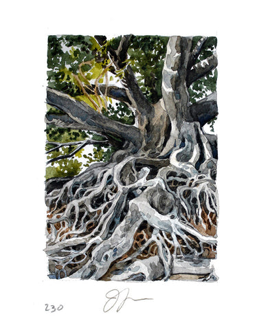 Tree Study